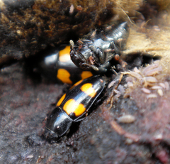 Glischrochilus grandis