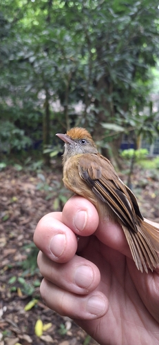 Ochre-crowned Greenlet (Tunchiornis ochraceiceps), photo 9