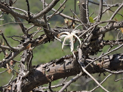 Pseudobombax palmeri