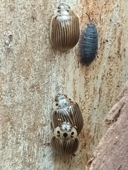 Paropsisterna intacta