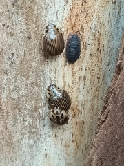 Paropsisterna intacta