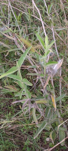 Riyaz's star (Oxypetalum solanoides)