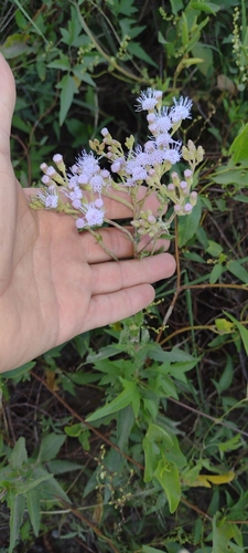 Ivyleaf Thoroughwort (Chromolaena ivifolia)