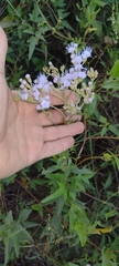 Chromolaena ivifolia