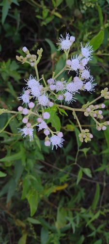 Chromolaena ivifolia, photograph 2