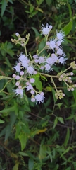 Chromolaena ivifolia, photograph (c) María Zeta, some rights reserved (CC BY)