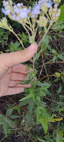 Chromolaena ivifolia, photograph 3