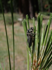 Platypedia putnami keddiensis