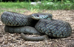 Iberian Grass Snake photo 2