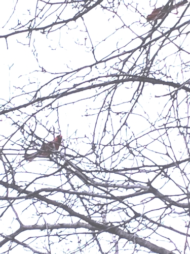 Northern Cardinal photographed in Kansas