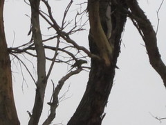 Polytelis anthopeplus