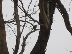 Polytelis anthopeplus