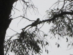 Polytelis anthopeplus