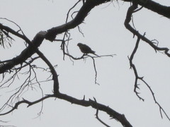 Polytelis anthopeplus