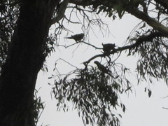 Polytelis anthopeplus