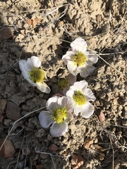 Ranunculus andersonii