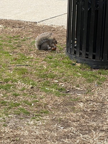 Eastern Gray Squirrel