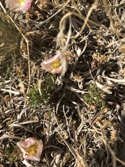 Ranunculus andersonii