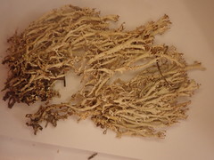 Cladonia crispata crispata