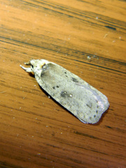 Agonopterix argillacea