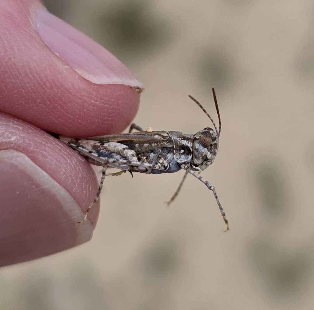 Acrotylus longipes