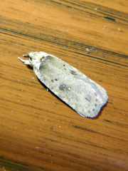 Agonopterix argillacea
