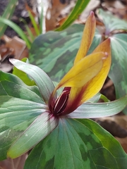 Trillium maculatum