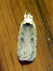 Agonopterix argillacea