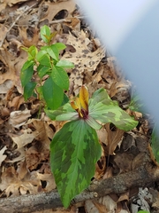 Trillium maculatum