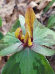 Trillium maculatum