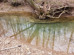 Etheostoma spectabile