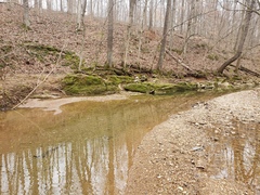 Etheostoma spectabile
