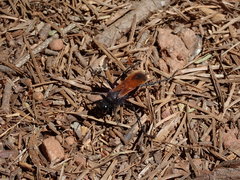 Palmodes praestans