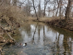 Etheostoma crossopterum