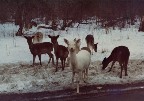 European Fallow Deer photographed in Michigan