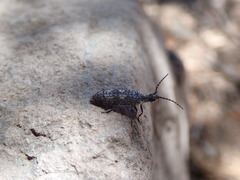 Priacma serrata
