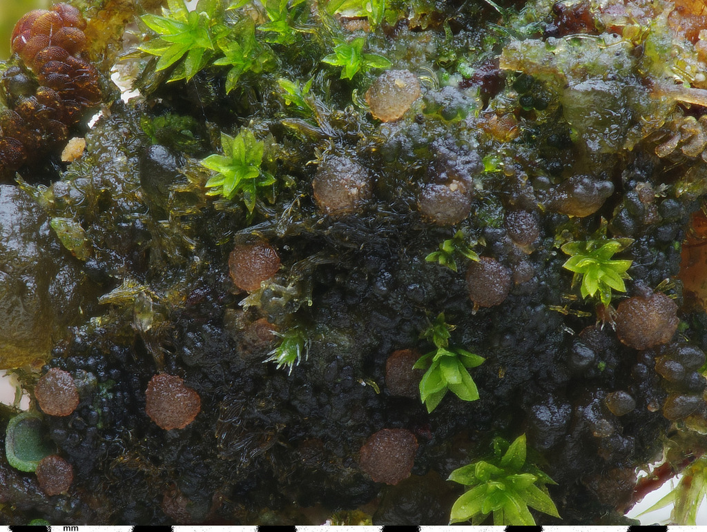 Arctomia
