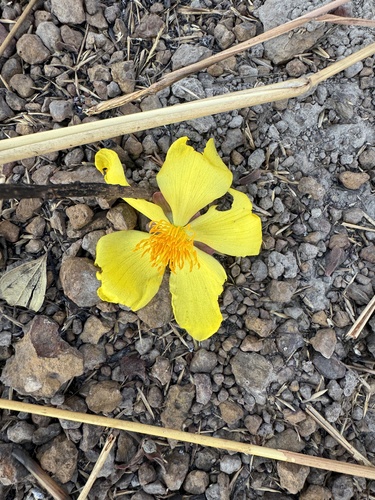 Cochlospermum tinctorium