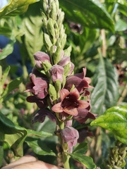 Phlogacanthus pulcherrimus, photograph Cheryl Stinchcomb, CC BY, iNaturalist via GBIF