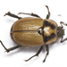 Oryctomorphus maculicollis - Photo 由 Claudio Maureira 所上傳的 (c) Claudio Maureira，保留部份權利CC BY-NC-SA