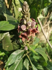Phlogacanthus pulcherrimus, photograph Cheryl Stinchcomb, CC BY, iNaturalist via GBIF