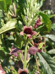 Phlogacanthus pulcherrimus, photograph Cheryl Stinchcomb, CC BY, iNaturalist via GBIF