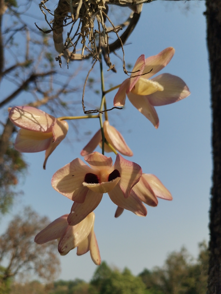 Dendrobium dalhousieanum Paxton 2