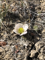 Ranunculus andersonii