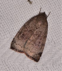 Austrocarea iocephala