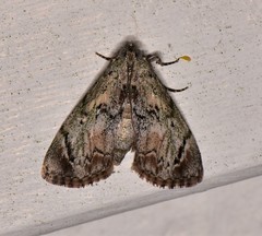 Enchesphora recurvalis