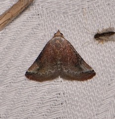 Mataeomera mesotaenia