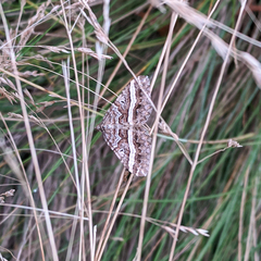 Chrysolarentia vicissata