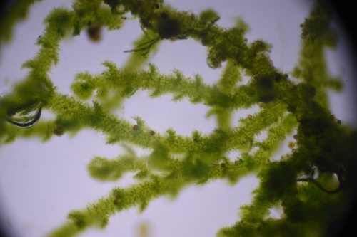 Cephaloziella spinicaulis observed 2026-01-25