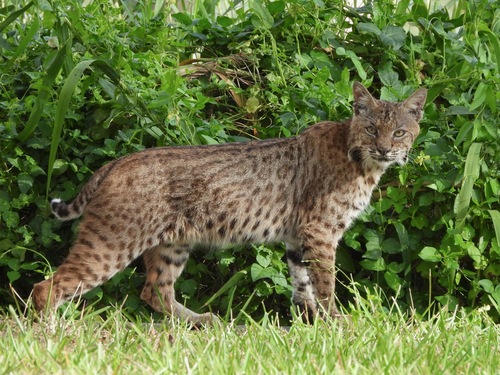 Bobcat